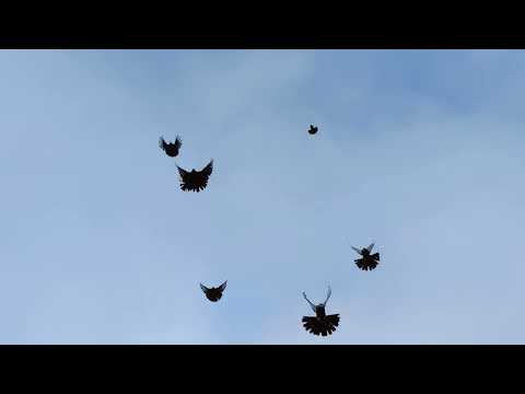 Видео: ГОЛУБИ СТАНИЦА ЕГОРЛЫКСКАЯ