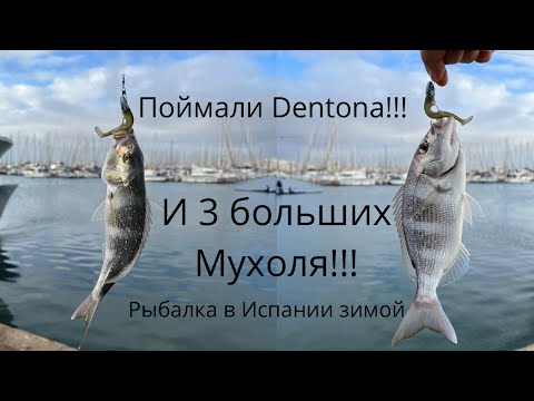 Видео: Рыбалка в Испании зимой! Поймали Дентона и 3 больших мухоля!!!