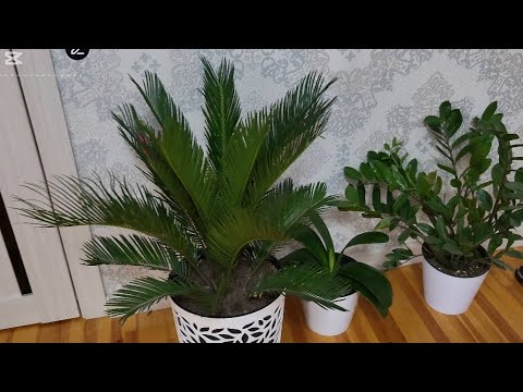 Видео: БУГУН КАТТТТТААА ИШЛАР КИЛВОРДИМ 🤣🤣☝️☝️☝️🪴🪴🪴