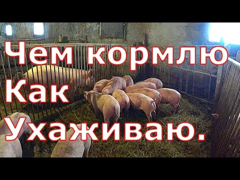Видео: Как организован уход за свиньями и кормление