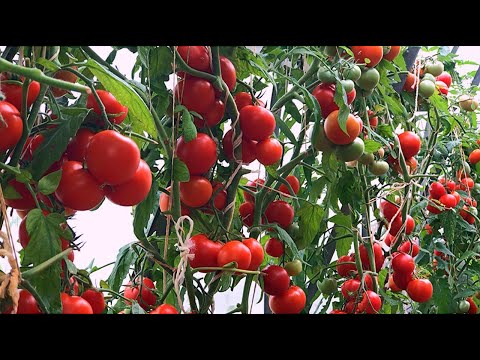 Видео: ТОМАТЫ ЗАВАЛЯТ ПЛОДАМИ! СДЕЛАЙТЕ ТАКИЕ ЛУНКИ ОСЕНЬЮ!