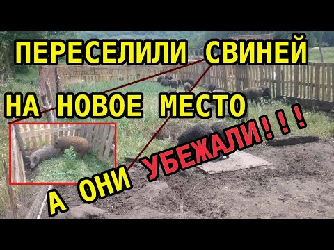 Видео: Переселение венгерской мангалицы в новые загоны// Что делать если свиньи сбежали?