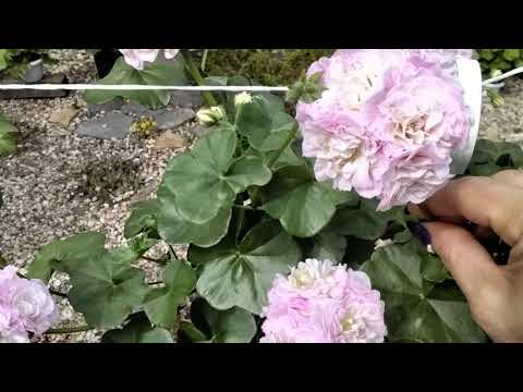 Видео: #90.Великолепная PAC Viva Carolina!