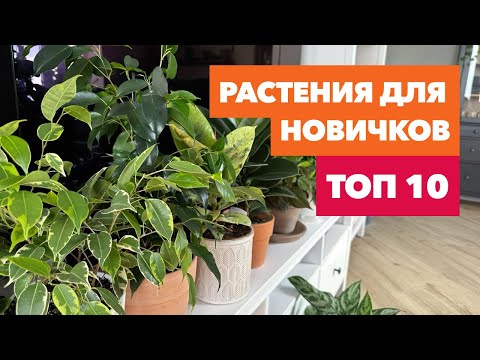 Видео: ТОП 10 растений для начинающих » Простые в уходе комнатные цветы