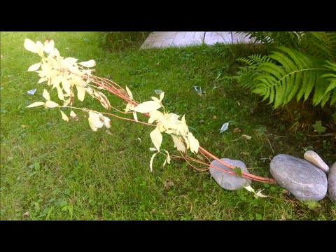Видео: РАЗМНОЖЕНИЕ ОТВОДКАМИ. САМЫЙ НАДЕЖНЫЙ СПОСОБ. ДЕРЕН Элегантиссима. Побеги с листьями альбиносами.