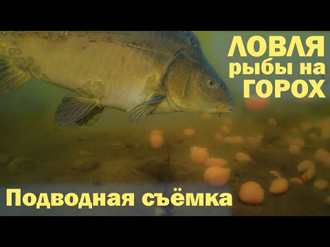 Видео: ЛОВЛЯ рыбы на ГОРОХ Подводная съёмка