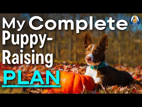 Видео: Дрессировка моего нового щенка. Что он уже знает: план Сьюзен Гарретт и расписание щенка #243 #по...