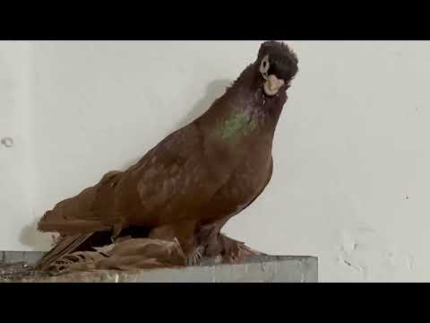 Видео: Маланосые аки Исмоиля город Худжанд🇹🇯🕊