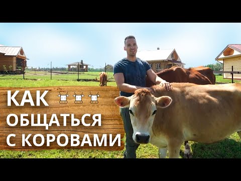 Видео: Как правильно общаться с коровой | Чем кормить корову и как гладить?