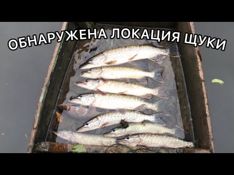 Видео: ОБНАРУЖИЛ ЛОКАЦИЮ ПОЛОСАТИКОВ!ПОЙМАЛ ПУШИСТИКА!