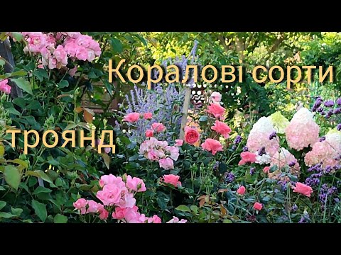 Видео: Опис коралових сортів троянд мого саду