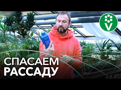 Видео: ПЛЕСЕНЬ НА РАССАДЕ: спасаем посадки быстро и просто!