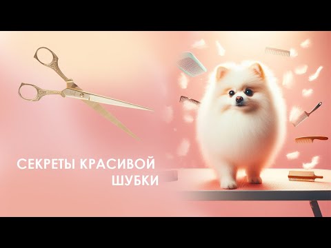 Видео: Домашний груминг шпица. Чтобы не испортить шерсть нужно соблюдать эти правила