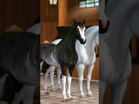 Видео: #starstablehorses #sso #starstablevideo #starstable #starstableonline #старстейблонлайн #старстейбл