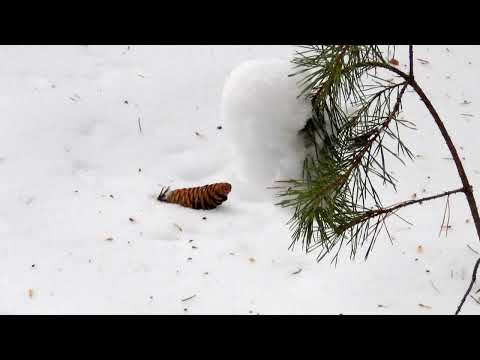 Видео: Белая тропа  Часть 2