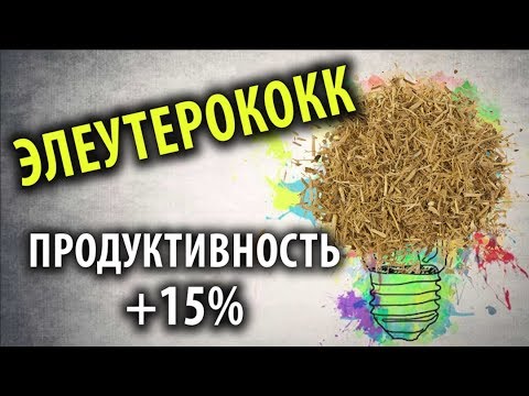 Видео: Элеутерококк: Эффекты, Инсулин, Адаптация