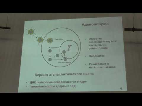 Видео: Карпова О. В. - Вирусология - 8. ДНК-содержащие вирусы. Часть 1