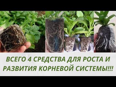 Видео: 4 средства для увеличения корневой системы пеларгоний петуний . Быстрый рост корней у черенков .