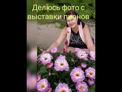 Видео: ПИОНЫ РЕДКИХ СОРТОВ Аптекарский огород 2024 #пион #сортапионов #цветениепионов #редкиесортапионов