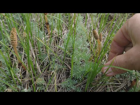Видео: Готовим весенний полевой хвощ!