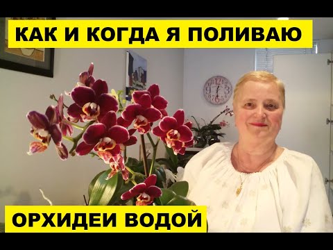 Видео: КАК И КОГДА Я ПОЛИВАЮ ОРХИДЕИ ВОДОЙ