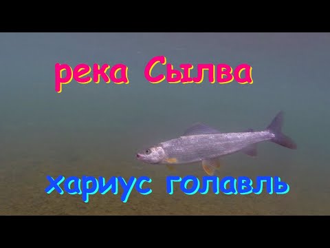 Видео: река Сылва, хариус, голавль