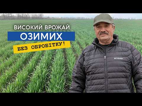 Видео: У чому секрет високого врожаю пшениці без обробітку ґрунту?