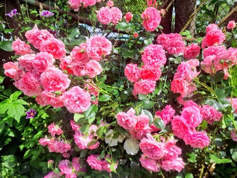 Видео: Не страшны морозы когда на сердце розы. С Новым годом!