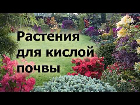 Видео: Растения для кислой почвы. Что хорошо растет и красиво цветет на кислых грунтах.