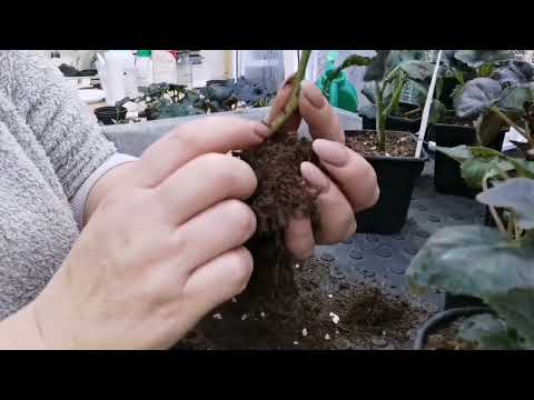 Видео: Бегонии, которые растут в один стволик и небольшой обзор черенков.