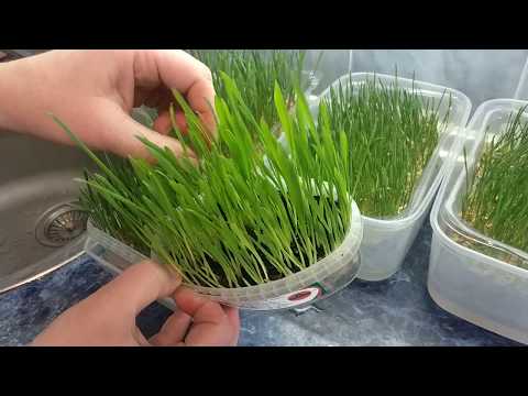 Видео: Проращиваем пшеницу | Микрозелень - маленький огород