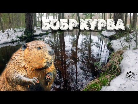 Видео: ep.43 Я знаю где бобры!