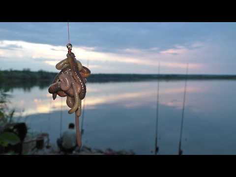 Видео: Рыбалка на червя. Ловля сома на ставке