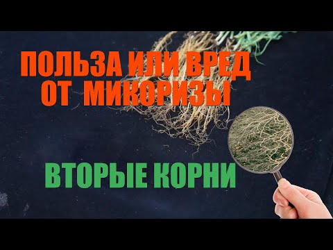 Видео: Все, что вы не знали о Кормилице Микоризе. Биотехнологи показывают и рассказывают