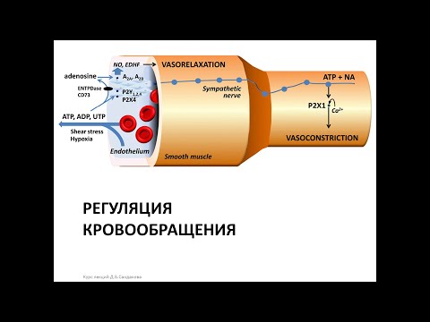 Видео: Лекция 14.  Регуляция кровотока