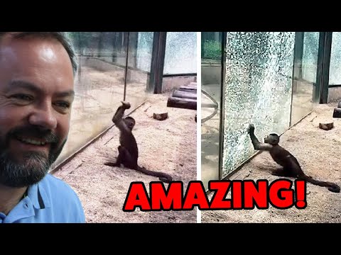 Видео: Реакция британцев на гениальные моменты в мире животных, которые вас удивят