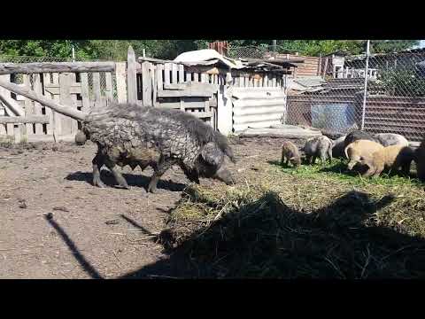 Видео: угорська мангалиця з поросятами 0961626245