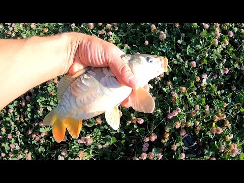 Видео: Рыбалка на пол дня. Озеро Байсерке 2. Ленивая рыбалка)