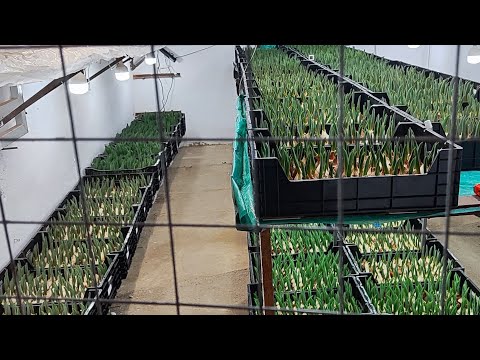Видео: Выгоняем. тюльпаны к 8марта Высота тюльпанов на 1.02.25.Выгонка продолжается .Осмотр развития сортов