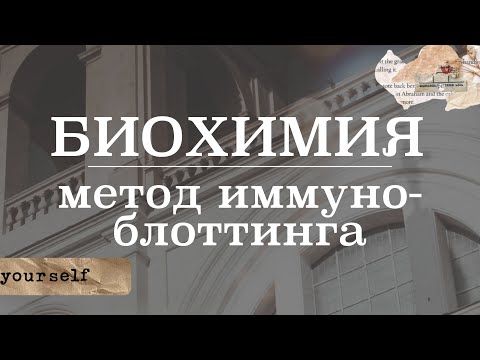 Видео: Метод иммуноблоттинга (ИБ) | Микробиология/Биохимия