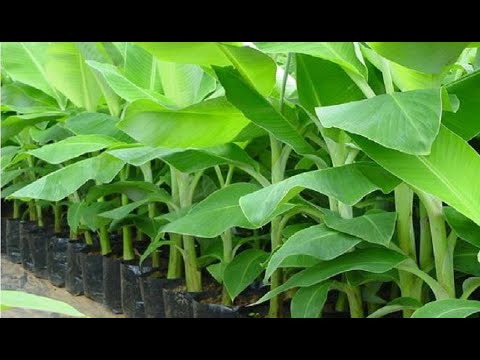 Видео: Как вырастить миллионы банановых/плантовых побегов с помощью кокосовой воды