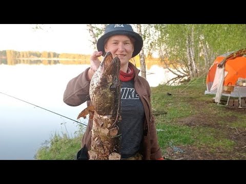 Видео: Варегово 2023. Поехали на карася, наловили здоровых щук ("резинки-выручалки).