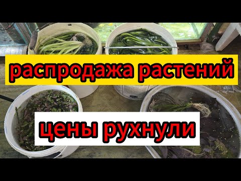 Видео: Как вам цены?  посылка👍 супер