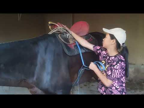 Видео: Конное плетение по кыргызски. Ат токуу (Кыргызский)