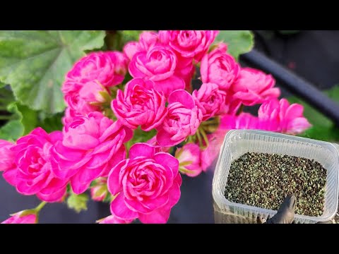 Видео: ВНЕСИ в ГЕРАНЬ в АВГУСТЕ и даже чахлый цветок сразу оживет позеленеет и зацветет