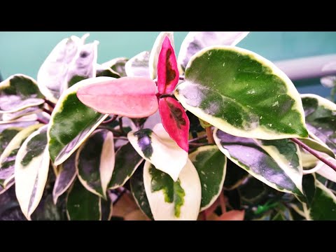 Видео: Цветочные новости 😍 Новенькая хойя и аглаонема ♥️30 октября 2025