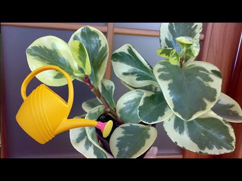Видео: Полив, удобрения и влажность воздуха для пеперомии.