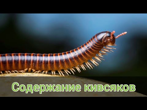 Видео: Содержание кивсяков. Обустройство контейнера и кормление