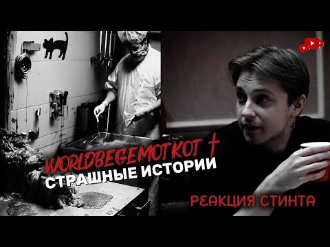 Видео: СТИНТ СМОТРИТ WorldBegemotKot † (СБОРНИК)