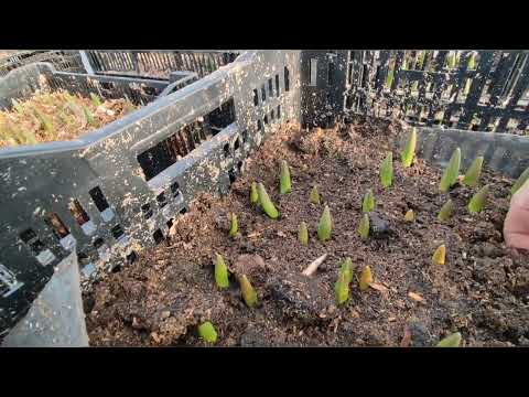 Видео: Начало выгонки тюльпанов 2023.